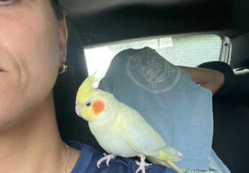  Litoral Norte TV se une na busca pela calopsita Floquito desaparecida em Jaúá