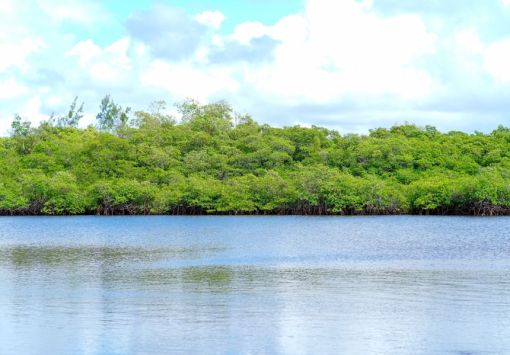 Camaçari inicia recuperação de manguezal em Barra do Jacuípe