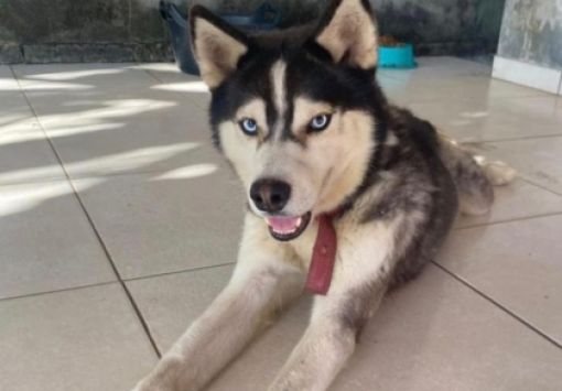 Crianças estão inconsoláveis após desaparecimento de Husky durante jogo do Brasil em Jauá