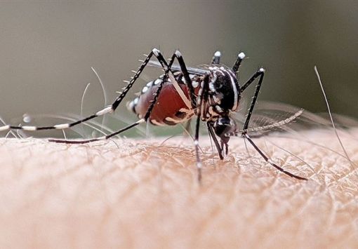 Prefeitura de Mata esclarece situação da Dengue, Zika  Chikungunya e descarta surto epidemiológico no município